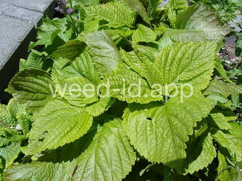 mint, perilla